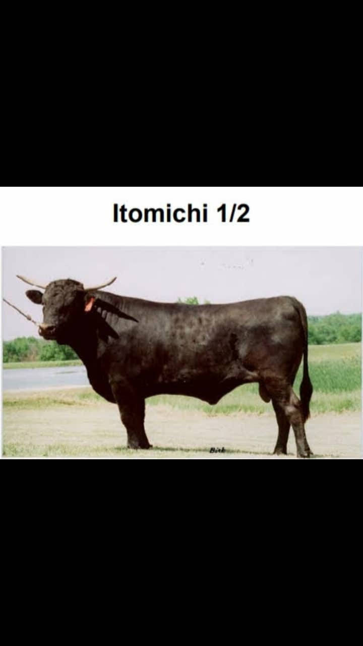 וואגיו וחיות אחרות