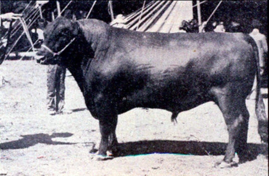 טרנדים בגידול בקר